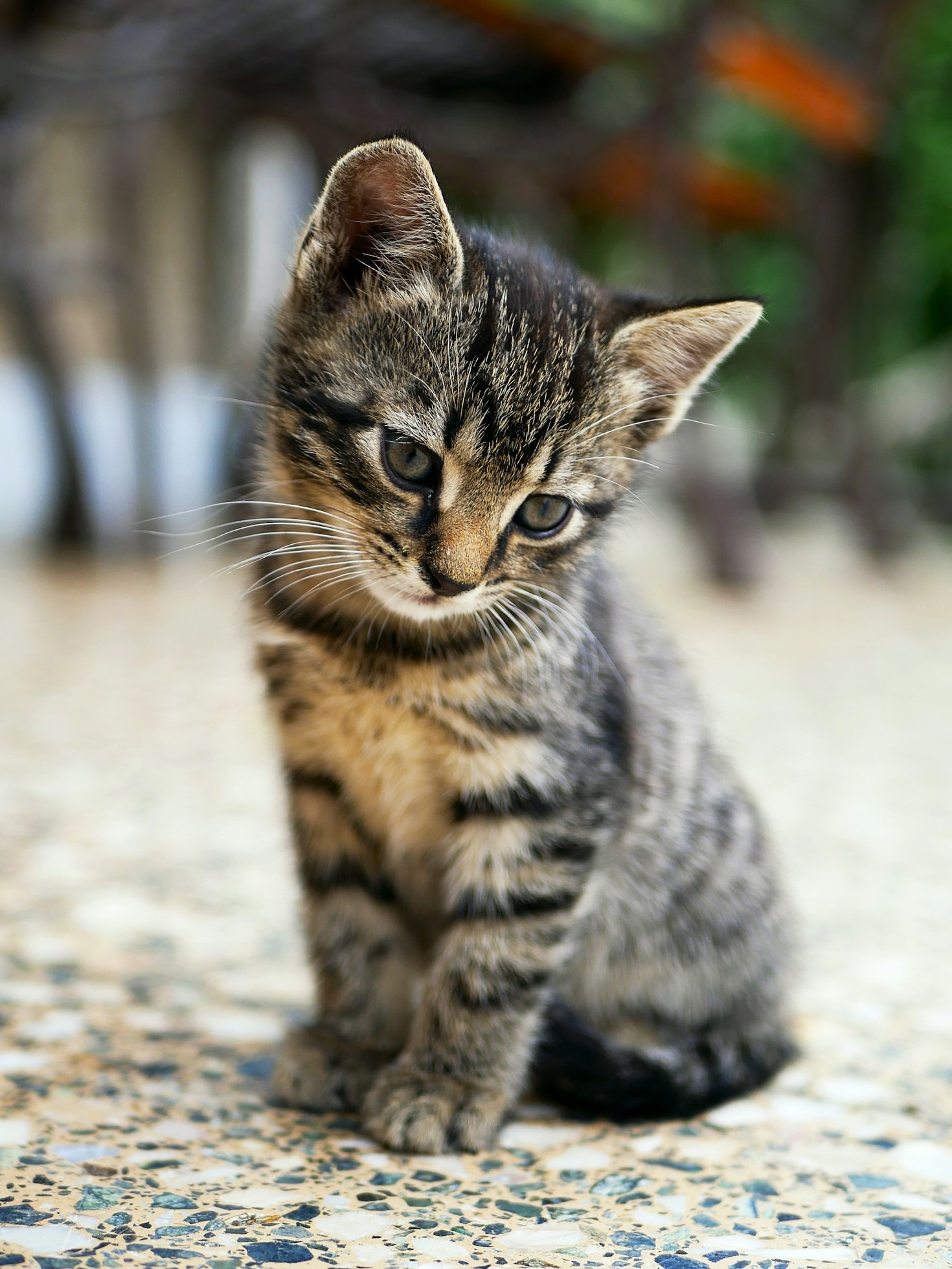Essential Training Tips For New Puppies