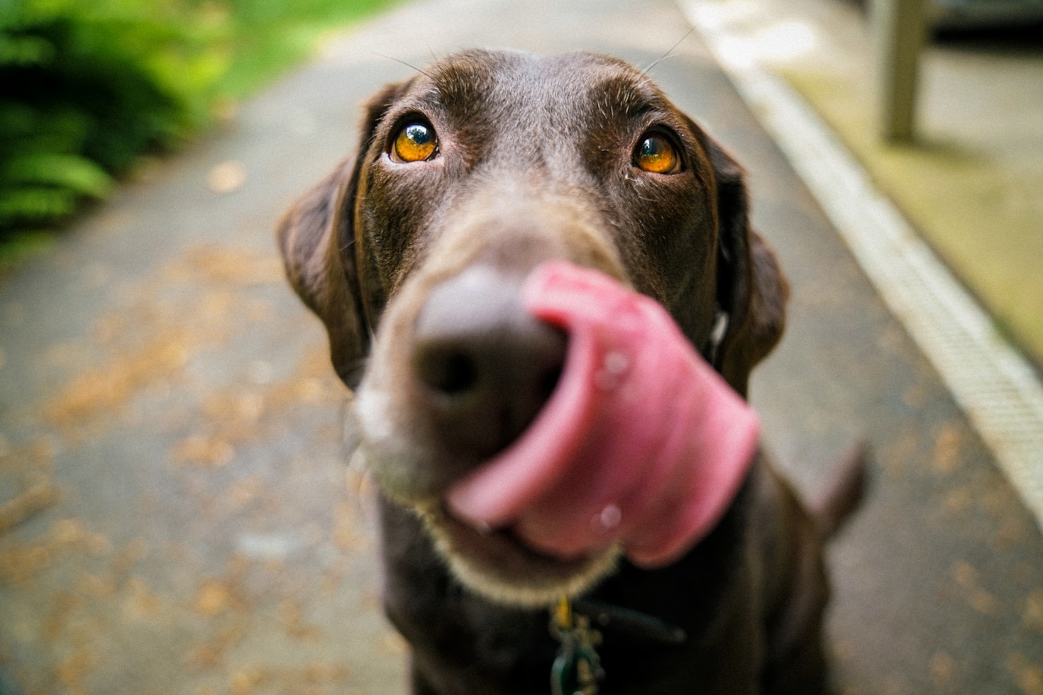 Nutrition Secrets For A Healthy Pet
